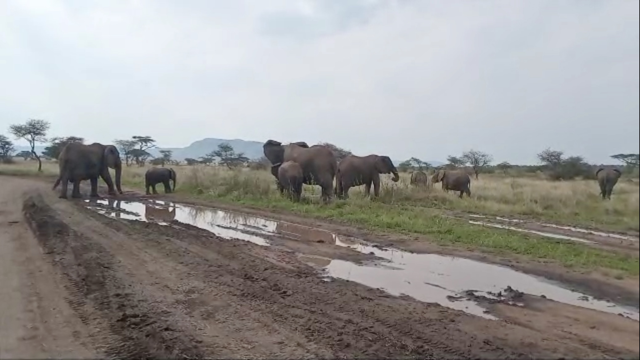 Avvistamento elefanti safari in Tanzania + Zanzibar