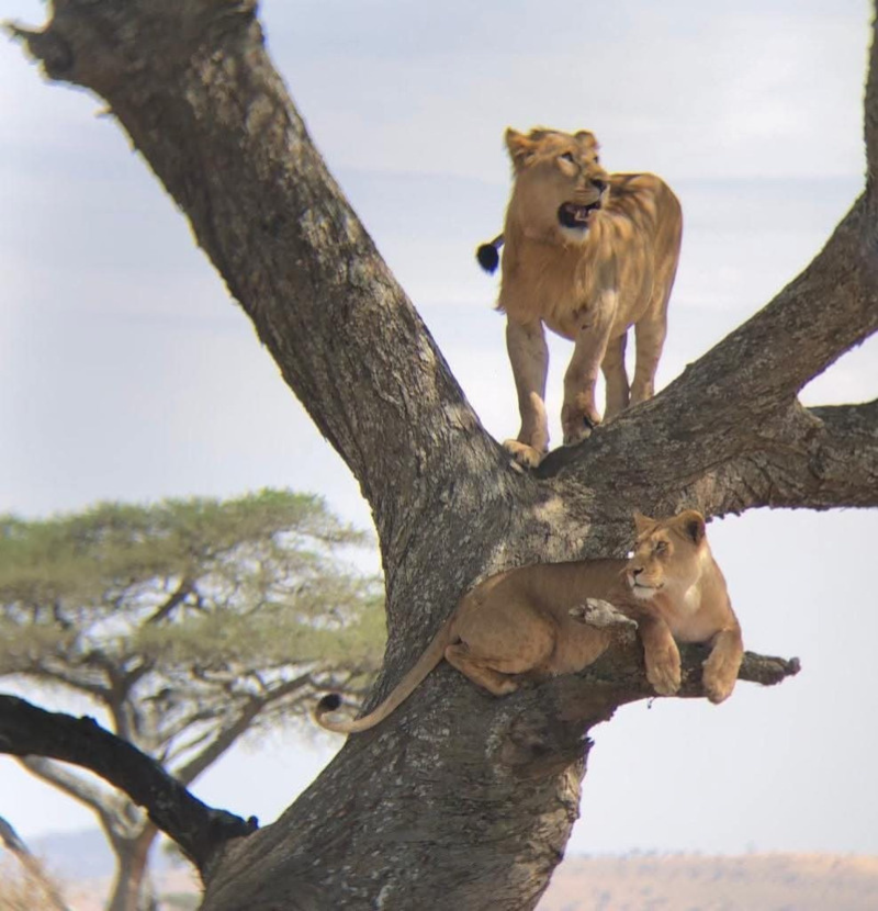 leoni nel safari in Tanzania + Zanzibar
