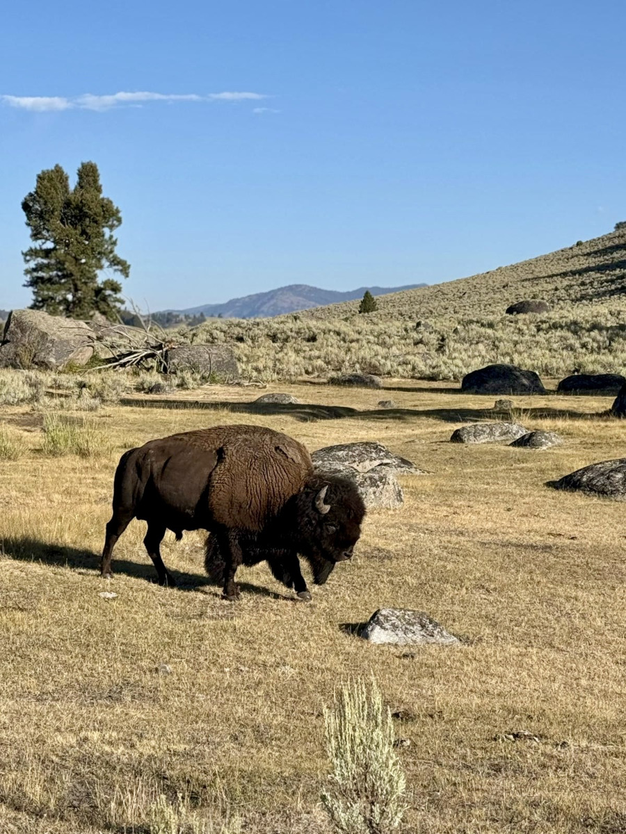 Bisonte in Real America
