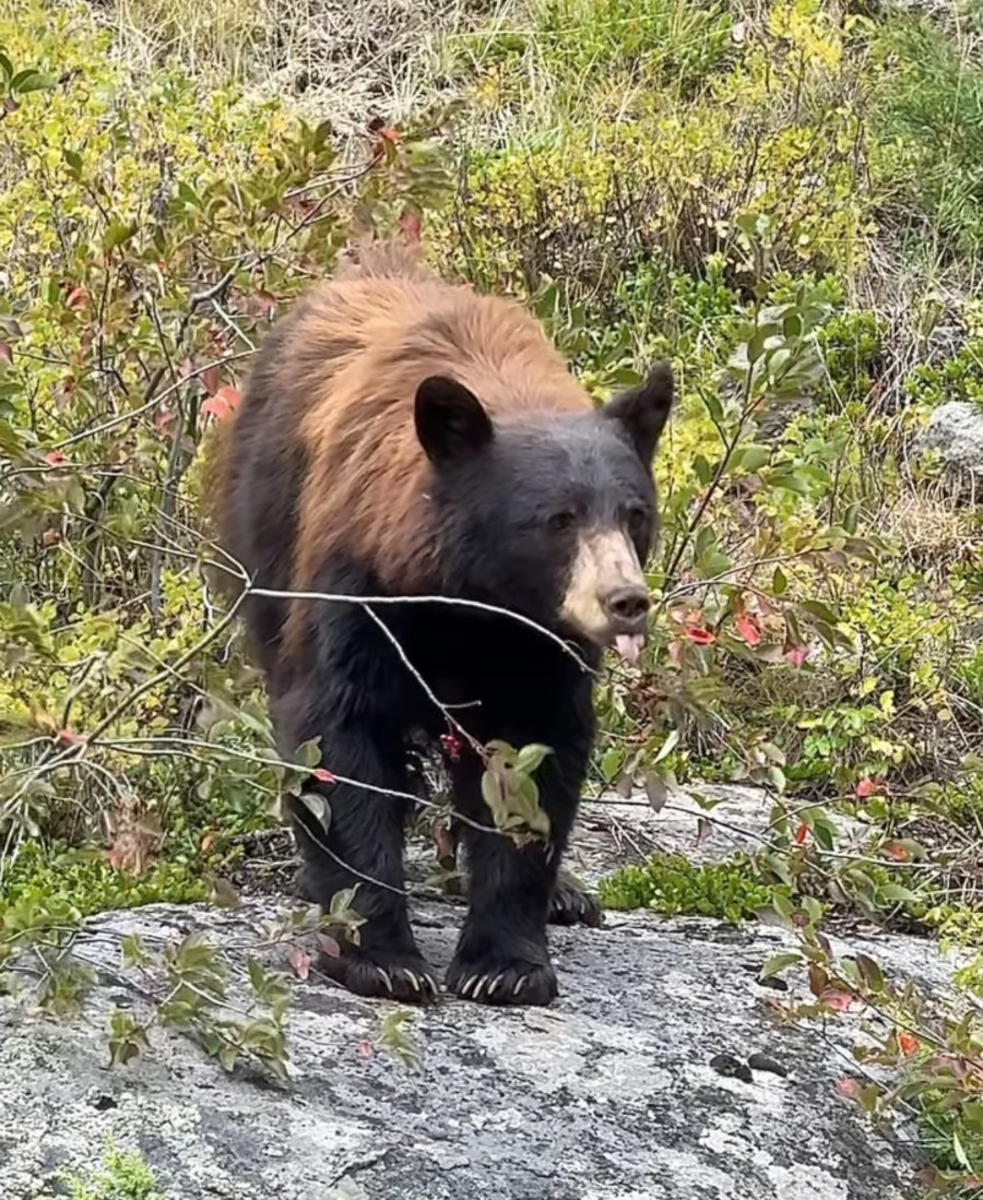 Orso a Yellowstone