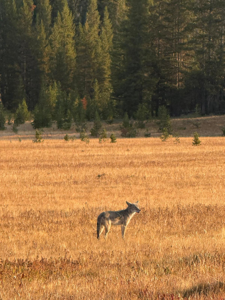 Hayden Valley a Yellowstone