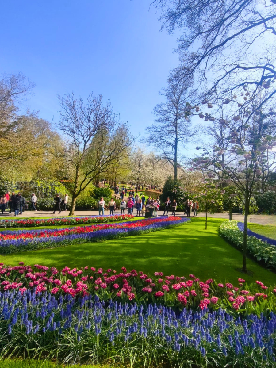Keukenhof campo tulipani Amsterdam