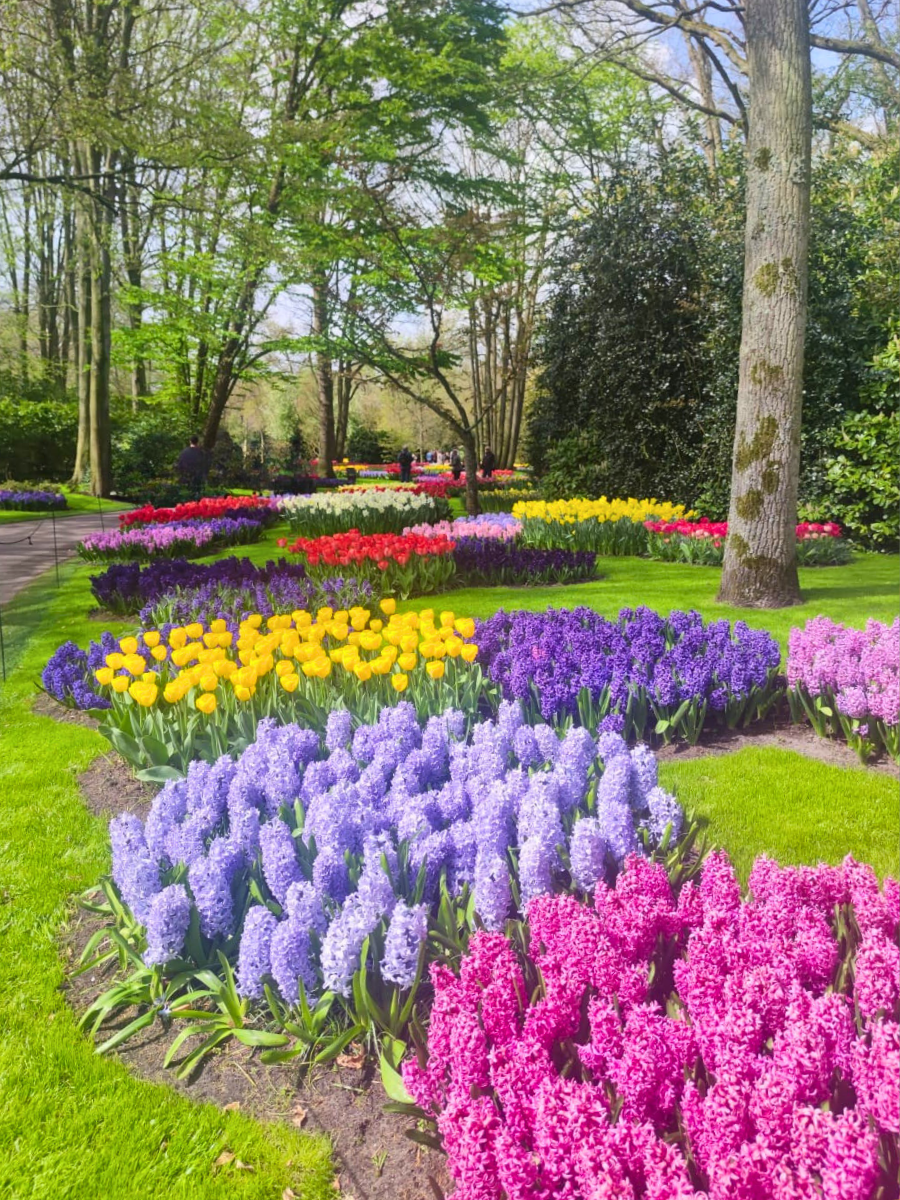 keukenhof, campo di tulipani ad Amsterdam