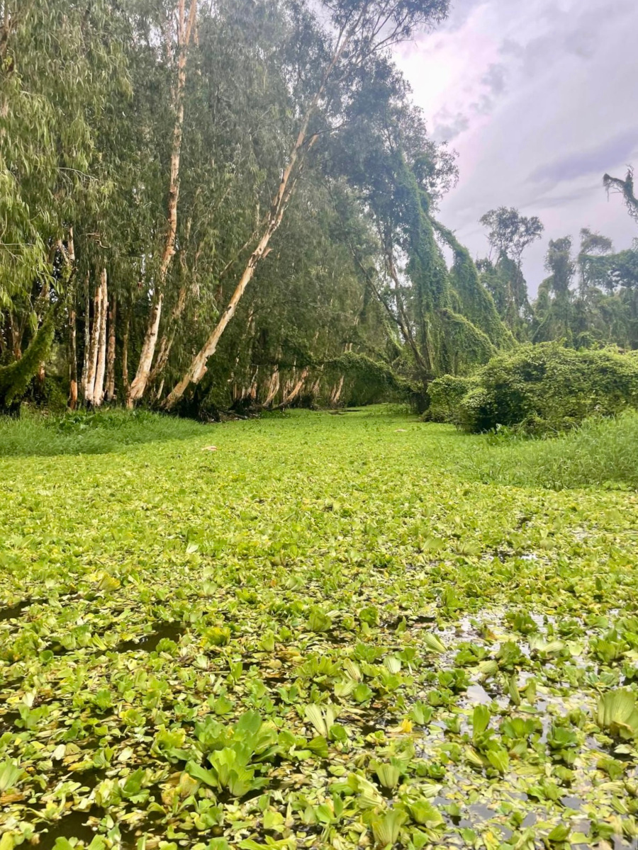 Tra Su Forest in Vietnam